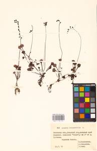 Росянка круглолистная L., Восточная Европа, Белоруссия (E3a) (Белоруссия)