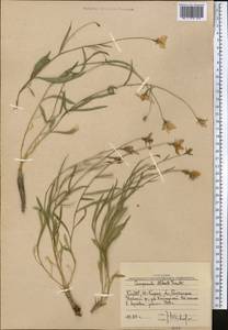 Campanula albertii Trautv., Средняя Азия и Казахстан, Западный Тянь-Шань и Каратау (M3) (Узбекистан)