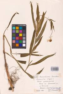 Лютик длиннолистный L., Восточная Европа, Центральный район (E4) (Россия)