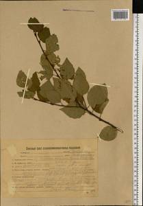 Береза, Восточная Европа, Белоруссия (E3a) (Белоруссия)