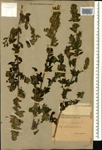 Стальник полевой L., Кавказ, Дагестан (K2) (Россия)