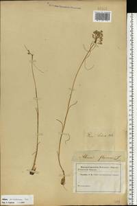 Лук крымский (Besser ex Rchb.) K.Richt., Восточная Европа, Ростовская область (E12a) (Россия)