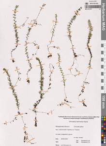 Пузырчатка средняя  Hayne, Сибирь, Чукотка и Камчатка (S7) (Россия)