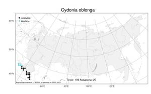 Cydonia oblonga, Айва продолговатая Mill., Атлас флоры России (FLORUS) (Россия)