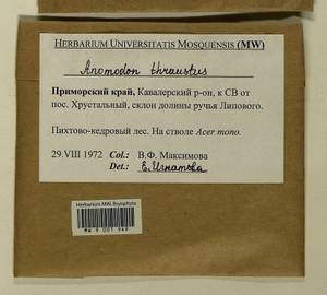 Anomodon thraustus Müll. Hal., Гербарий мохообразных, Мхи - Дальний Восток (без Чукотки и Камчатки) (B20) (Россия)