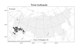 Trinia multicaulis, Триния многостебельная (Poir.) Schischk., Атлас флоры России (FLORUS) (Россия)