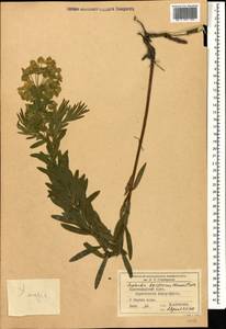 Euphorbia saratoi Ardoino, Кавказ, Черноморское побережье (от Новороссийска до Адлера) (K3) (Россия)