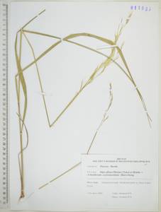 Чий пекинский (Hance) Ohwi, Сибирь, Дальний Восток (S6) (Россия)