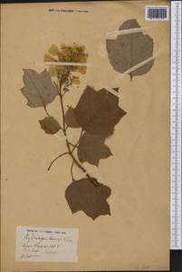 Hydrangea quercifolia Bartram, Америка (AMER) (Неизвестно)