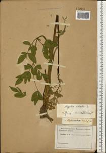 Дудник лесной L., Восточная Европа, Северо-Западный район (E2) (Россия)