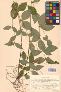 Горошек однопарный A.Braun, Сибирь, Дальний Восток (S6) (Россия)