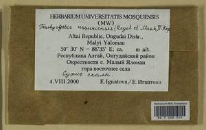 Trachycystis ussuriensis (Regel & Maack) T.J. Kop., Гербарий мохообразных, Мхи - Западная Сибирь (включая Алтай) (B15) (Россия)