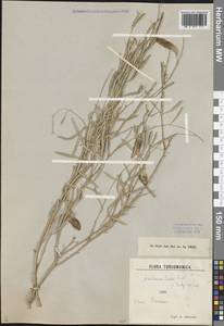 Ammodendron karelinii Fisch. & C.A.Mey. ex Ledeb., Средняя Азия и Казахстан, Каракумы (M6) (Туркмения)
