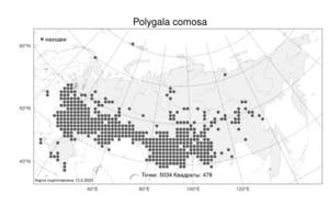 Polygala comosa, Истод хохлатый Schkuhr, Атлас флоры России (FLORUS) (Россия)