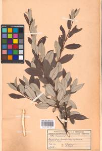 Ива лопарская L., Восточная Европа, Московская область и Москва (E4a) (Россия)