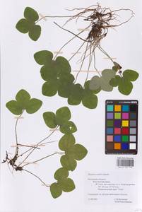 Печеночница благородная Schreb., Восточная Европа, Центральный район (E4) (Россия)