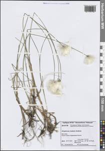 Eriophorum × medium Andersson, Сибирь, Центральная Сибирь (S3) (Россия)