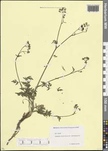 Selinum pauciradiatum (Sommier & Levier) Leute, Кавказ, Северная Осетия, Ингушетия и Чечня (K1c) (Россия)