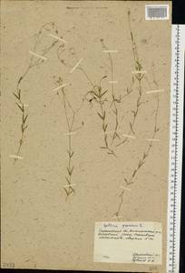 Звездчатка злаковая, Звездчатка злаковидная L., Восточная Европа, Нижневолжский район (E9) (Россия)