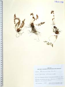 Вудсия эльбская (L.) R.Br., Сибирь, Дальний Восток (S6) (Россия)