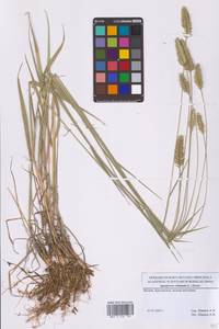 Житняк гребенчатый (L.) Gaertn., Восточная Европа, Московская область и Москва (E4a) (Россия)