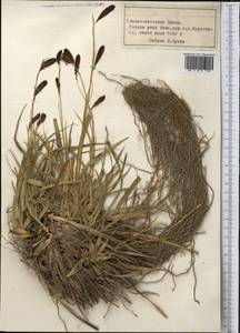 Осока, Средняя Азия и Казахстан, Памир и Памиро-Алай (M2) (Таджикистан)