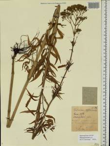 Валериана лекарственная L., Восточная Европа, Восточный район (E10) (Россия)