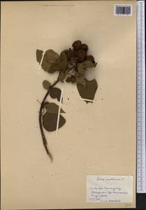 Bixa orellana L., Америка (AMER) (Куба)