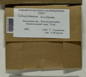 Orthodicranum montanum (Hedw.) Loeske, Гербарий мохообразных, Мхи - Центральное Нечерноземье (B6) (Россия)
