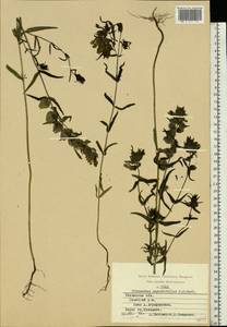 Rhinanthus serotinus var. vernalis (N. W. Zinger) Janch., Восточная Европа, Центральный район (E4) (Россия)