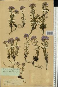 Клаусия солнцепечная (Stephan ex Willd.) Korn.-Trotzky, Восточная Европа, Средневолжский район (E8) (Россия)