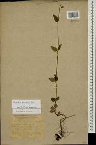 Пахучка обыкновенная L., Кавказ, Краснодарский край и Адыгея (K1a) (Россия)