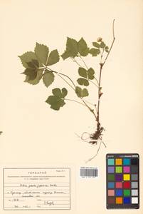 Rubus pseudojaponicus Koidz., Сибирь, Дальний Восток (S6) (Россия)