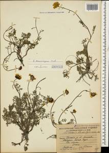 Archanthemis marschalliana subsp. sosnovskyana (Fed.) Lo Presti & Oberpr., Кавказ, Южная Осетия (K4b) (Южная Осетия)