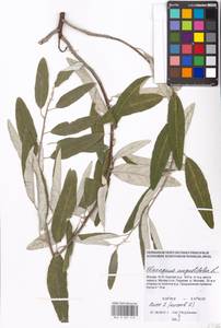 Лох узколистный, Лох обыкновенный L., Восточная Европа, Московская область и Москва (E4a) (Россия)