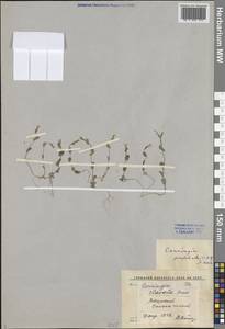 Конрингия восточная (L.) Dumort., Средняя Азия и Казахстан, Сырдарьинские пустыни и Кызылкумы (M7) (Узбекистан)