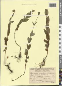 Hypericum venustum Fenzl, Кавказ, Грузия (K4) (Грузия)