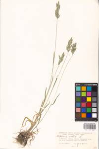 Bromus hordeaceus subsp. hordeaceus, Восточная Европа, Московская область и Москва (E4a) (Россия)