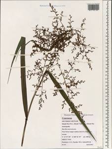 Cyperaceae, Зарубежная Азия (ASIA) (Вьетнам)