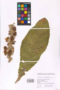 MHA 0 158 855, Коровяк густоцветковый Bertol., Восточная Европа, Центральный лесостепной район (E6) (Россия)