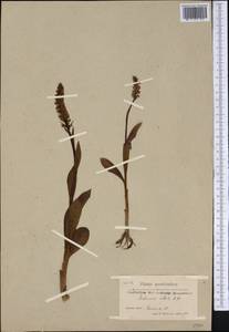 Псевдорхис беловатый (L.) Á.Löve & D.Löve, Америка (AMER) (Гренландия)