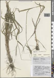 Пырейник собачий (L.) L., Кавказ, Северная Осетия, Ингушетия и Чечня (K1c) (Россия)