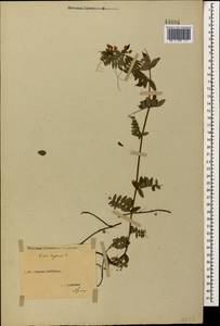 Горошек заборный L., Кавказ, Ставропольский край, Карачаево-Черкесия, Кабардино-Балкария (K1b) (Россия)