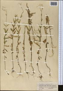 Кипрей болотный L., Средняя Азия и Казахстан, Муюнкумы, Прибалхашье и Бетпак-Дала (M9) (Казахстан)