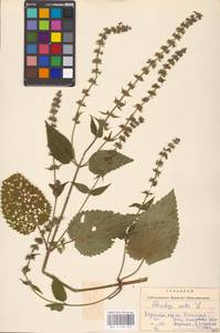 MHA 0 156 055, Чистец лесной L., Восточная Европа, Западно-Украинский район (E13) (Украина)