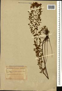 Зверобой продырявленный L., Кавказ, Абхазия (K4a) (Абхазия)