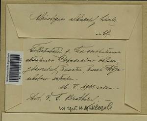 Pohlia wahlenbergii (F. Weber & D. Mohr) A.L. Andrews, Гербарий мохообразных, Мхи - Центральное Нечерноземье (B6) (Россия)