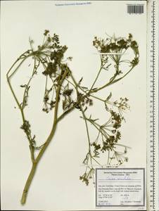 Болиголов крапчатый, Болиголов пятнистый L., Зарубежная Азия (ASIA) (Иран)