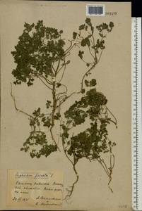 Молочай серповидный L., Восточная Европа, Южно-Украинский район (E12) (Украина)