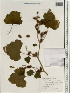 Xanthium orientale var. italicum (Moretti) M. Hassl., Зарубежная Азия (ASIA) (Турция)